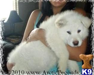 Alaskan Malamute Puppies in CA